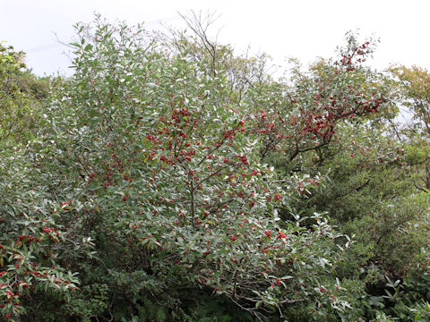 Elaeagnus umbellata