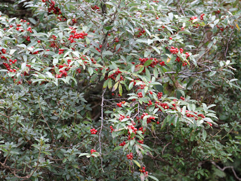 Elaeagnus umbellata