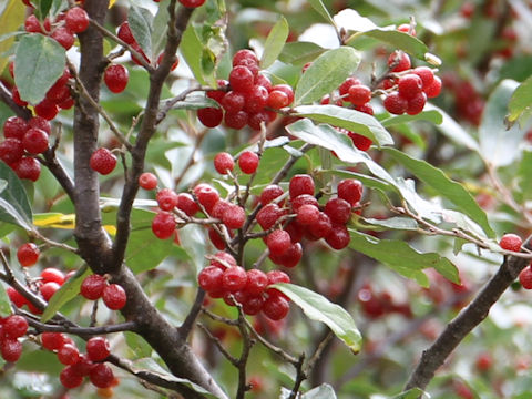 Elaeagnus umbellata