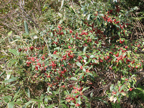 Elaeagnus umbellata