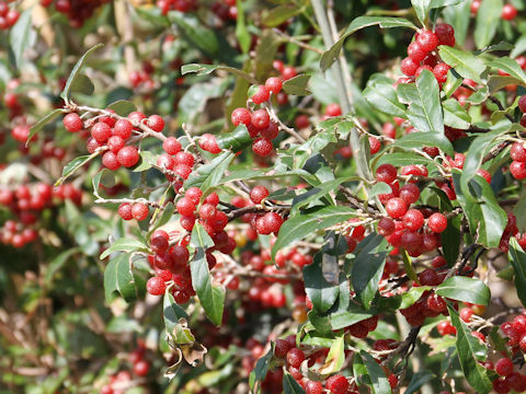 Elaeagnus umbellata