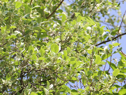 Elaeagnus umbellata