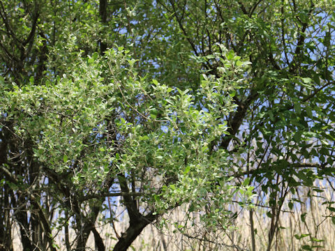 Elaeagnus umbellata