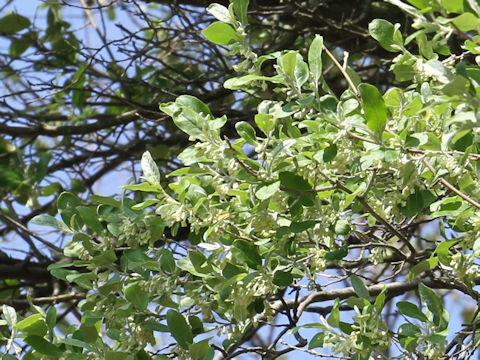 Elaeagnus umbellata