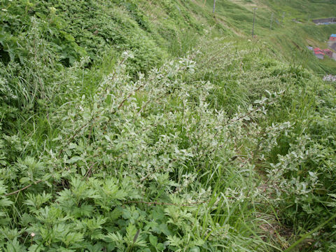 Elaeagnus umbellata