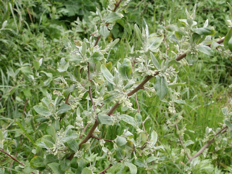 Elaeagnus umbellata