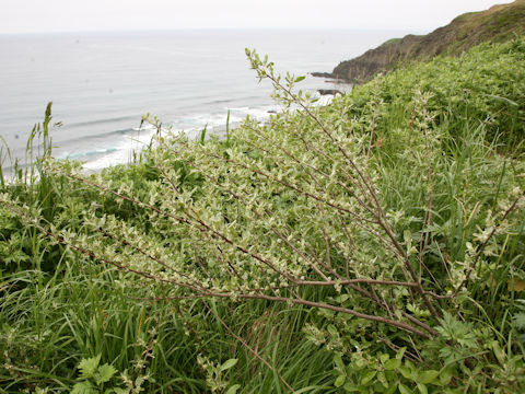 Elaeagnus umbellata