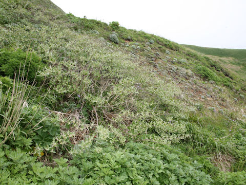 Elaeagnus umbellata
