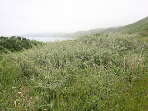 Elaeagnus umbellata
