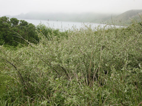 Elaeagnus umbellata