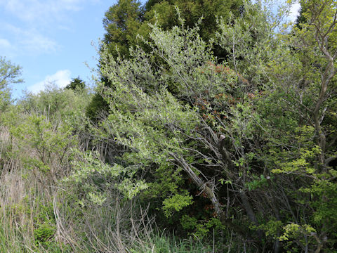 Elaeagnus umbellata