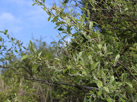 Elaeagnus umbellata