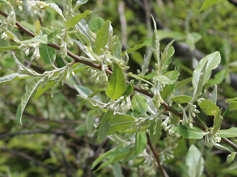 Elaeagnus umbellata
