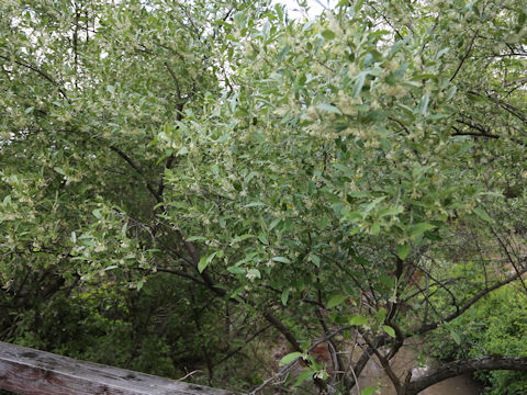 Elaeagnus umbellata