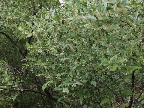 Elaeagnus umbellata