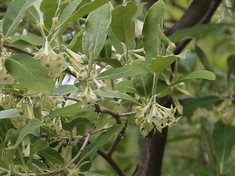 Elaeagnus umbellata