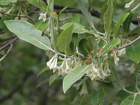 Elaeagnus umbellata