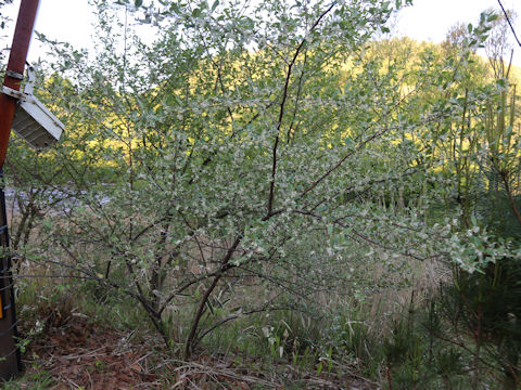 Elaeagnus umbellata