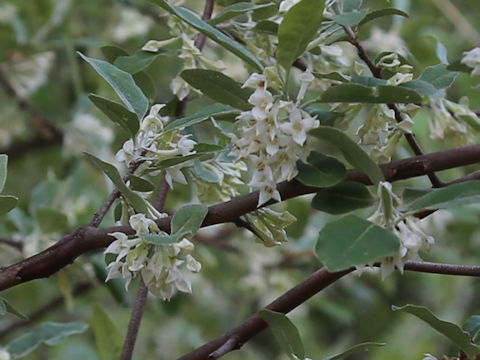 Elaeagnus umbellata