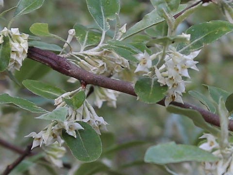 Elaeagnus umbellata