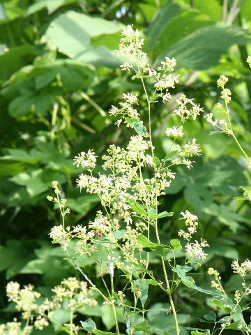 Thalictrum minus var. hypoleucum