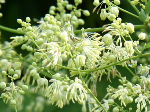 Thalictrum minus var. hypoleucum