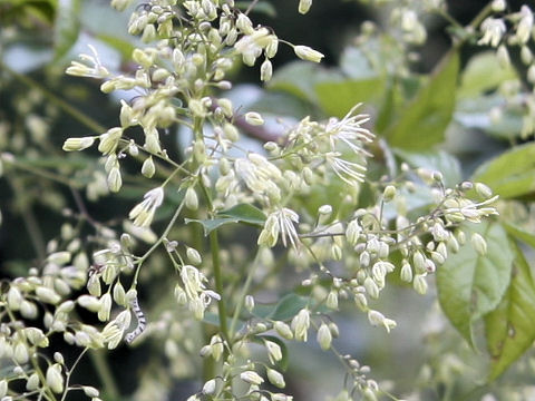 Thalictrum minus var. hypoleucum