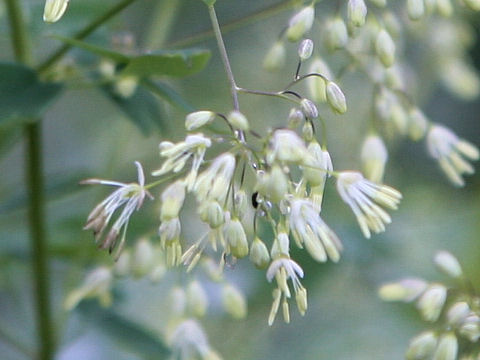 Thalictrum minus var. hypoleucum