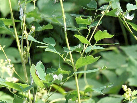 Thalictrum minus var. hypoleucum