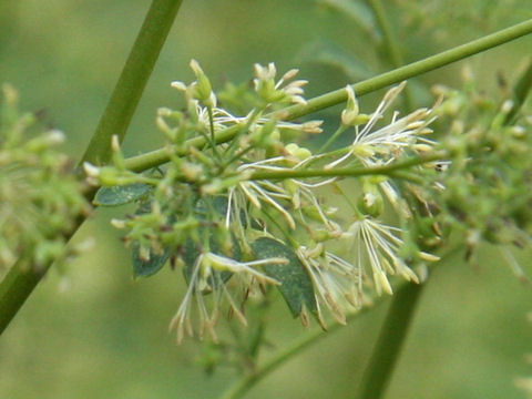 Thalictrum minus var. hypoleucum