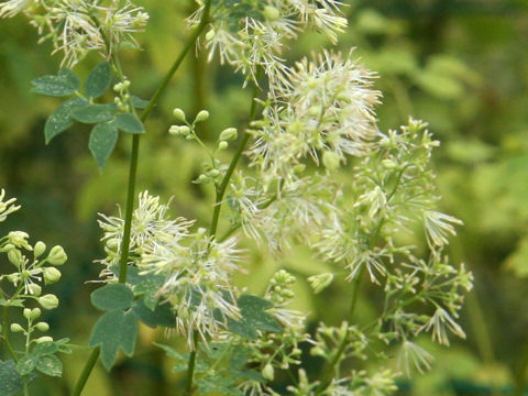 Thalictrum minus var. hypoleucum