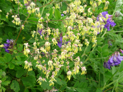 Thalictrum minus var. hypoleucum