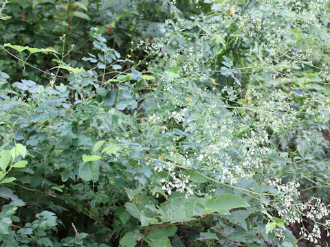 Thalictrum minus var. hypoleucum