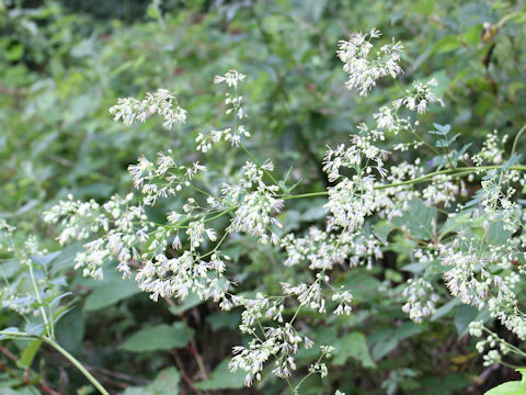 Thalictrum minus var. hypoleucum