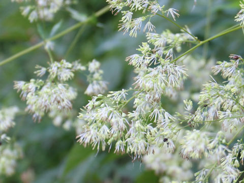 Thalictrum minus var. hypoleucum