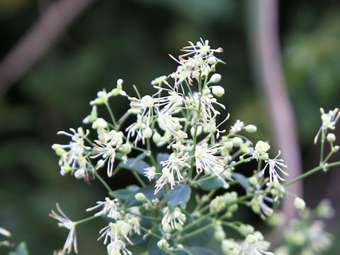 Thalictrum minus var. hypoleucum