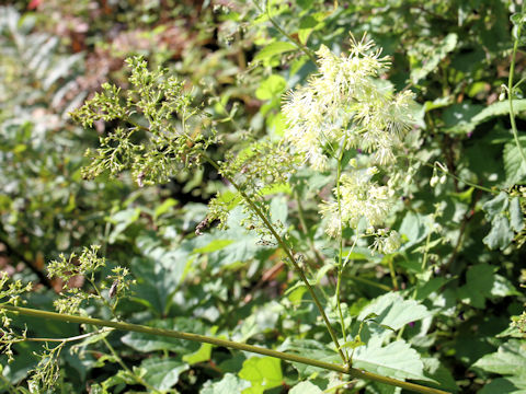 Thalictrum minus var. hypoleucum