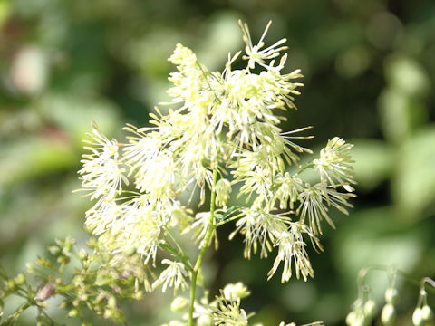 Thalictrum minus var. hypoleucum