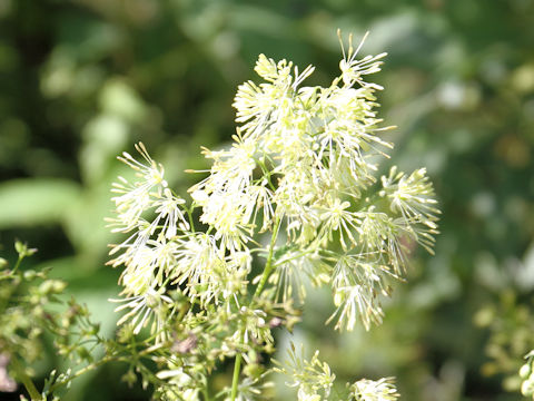 Thalictrum minus var. hypoleucum