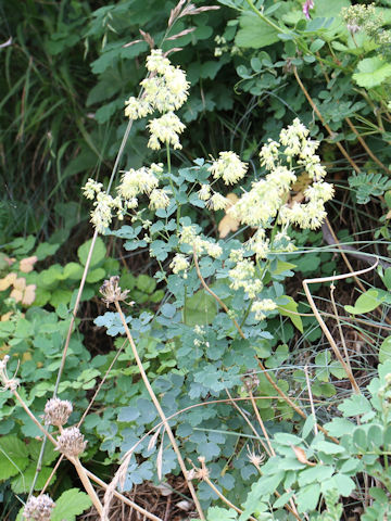 Thalictrum minus var. hypoleucum