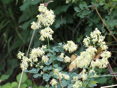 Thalictrum minus var. hypoleucum