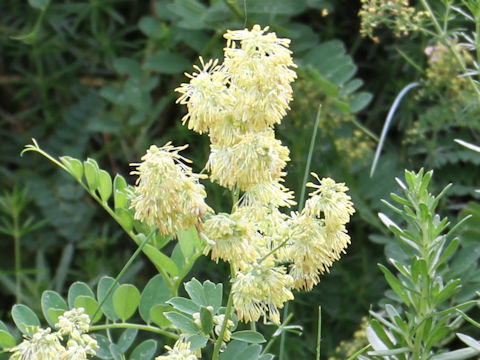 Thalictrum minus var. hypoleucum