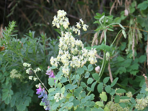 Thalictrum minus var. hypoleucum