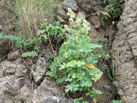 Thalictrum minus var. hypoleucum