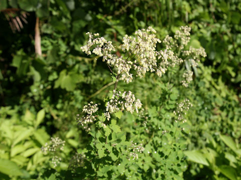 Thalictrum minus var. hypoleucum