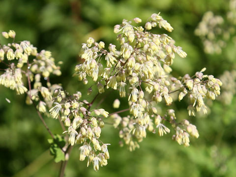 Thalictrum minus var. hypoleucum