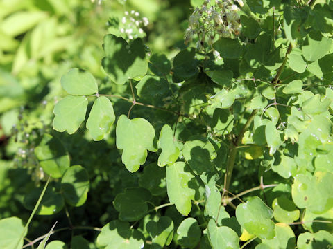 Thalictrum minus var. hypoleucum