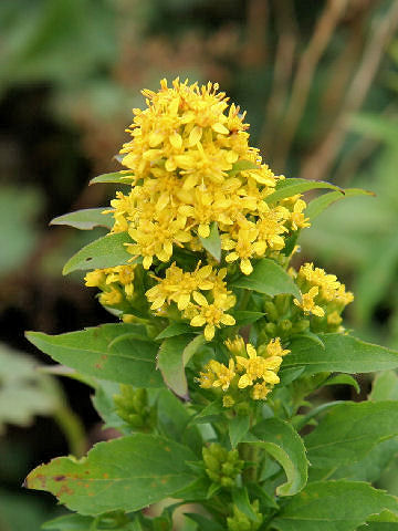 Solidago virgaurea ssp. asiatica