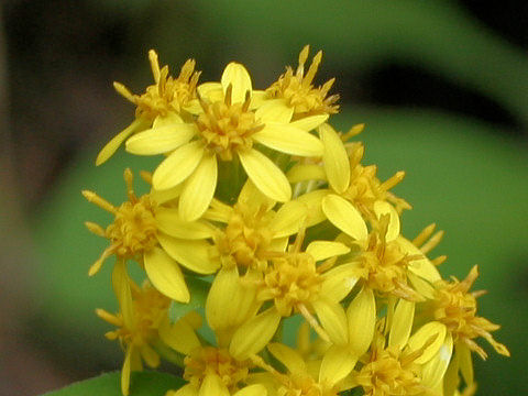 Solidago virgaurea ssp. asiatica