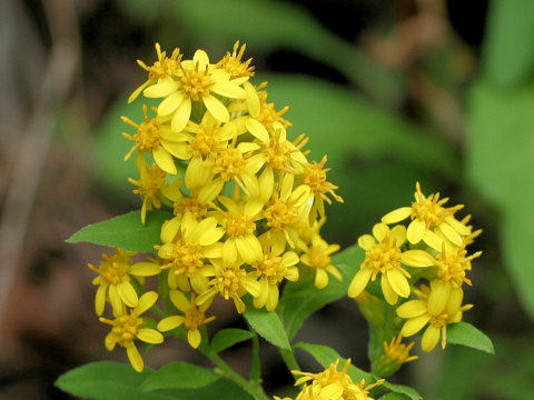 Solidago virgaurea ssp. asiatica